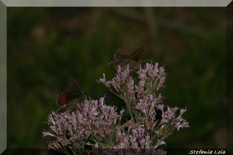 Erebia euryale + ligea?